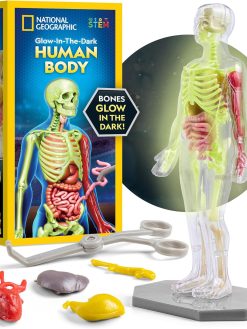 National Geographic Human Body Model for Kids That Glows in The Dark - 32-Piece Interactive Anatomy Model with Bones, Organs, Muscles, Stand, Forceps & ID Chart, Anatomy and Physiology Study Tools
